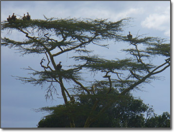African vultures