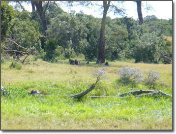 Baboons