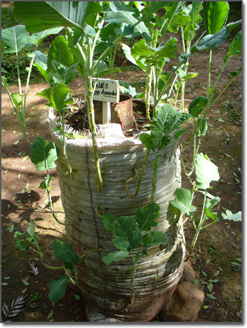 A garden growing in a sack