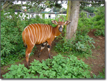 Mountain Bongo in Kenya