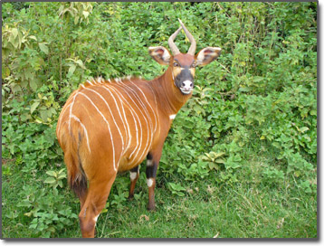 Mountain Bongo of Mt. Kenya