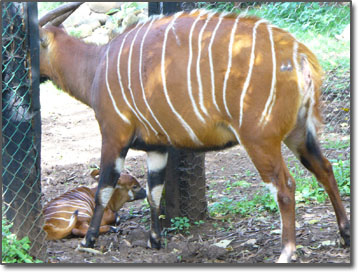 Newborn baby bongo