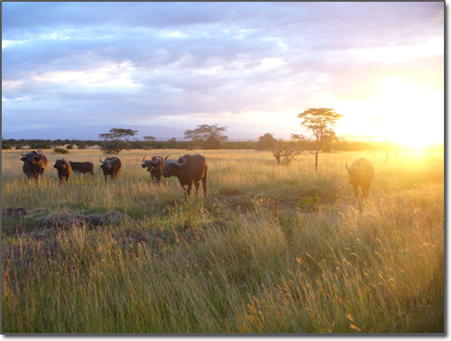 African Buffalo in Kenya
