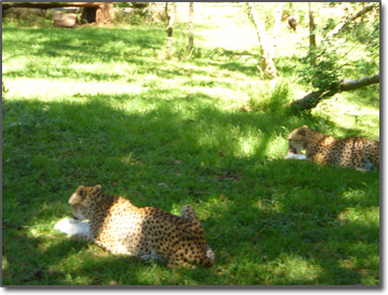 Cheetahs eating rabbits