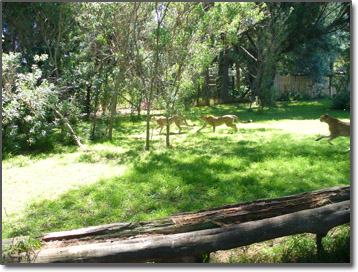 Cheetahs hunting