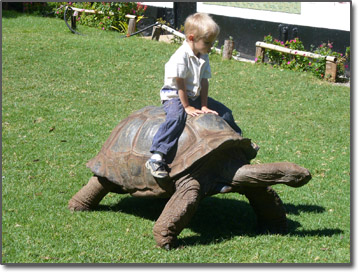 Child riding tortoise