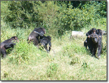 Chimps in Kenya