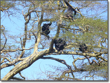 Chimps in a tree