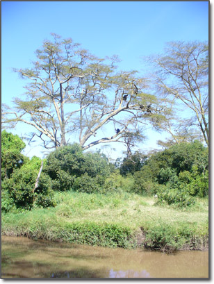 Chimps in a tree