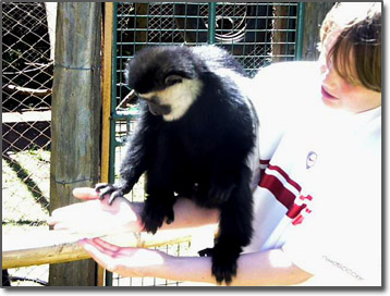 Colobus Monkey