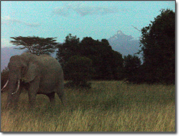 Elephants with Mt. Kenya behind
