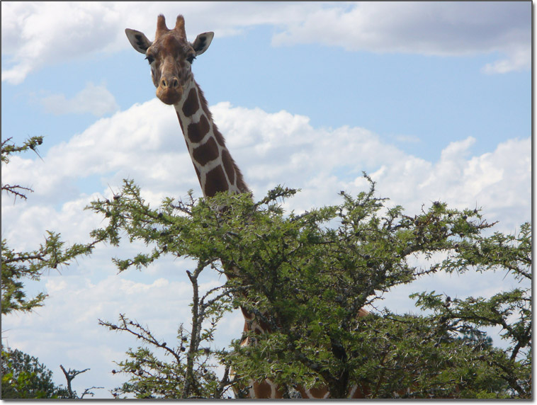 Giraffe in Kenya