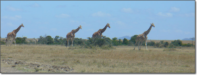 Giraffes approaching salt lick