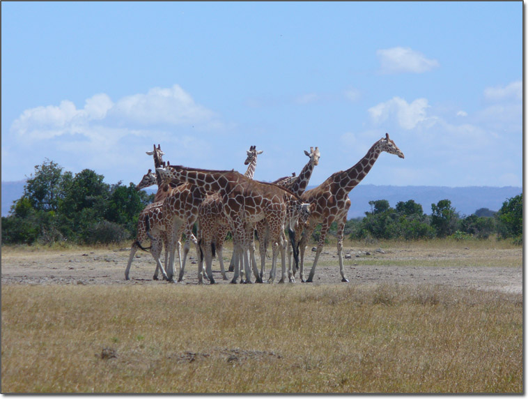 A knot of giraffes