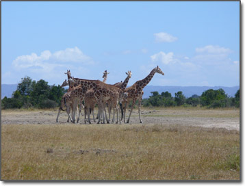 Giraffes at salt lick
