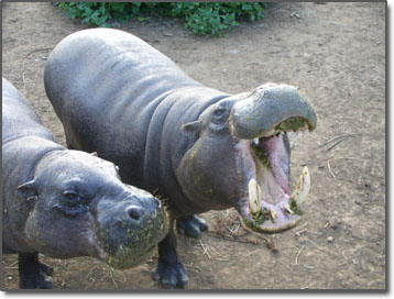 Hungry hippos