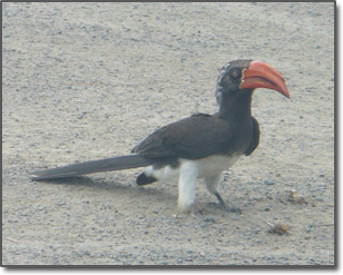 Hornbill in Kenya