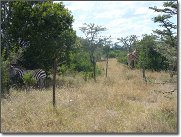 The Kenyan Bush