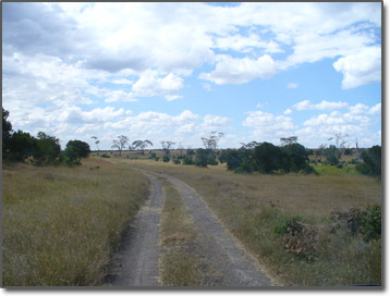 Kenya Bush Safari