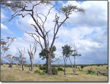 Kenya Bush trees