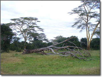 Kenya bush - big trees