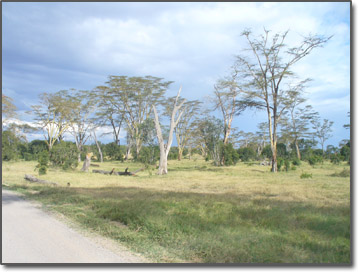 Kenya bush