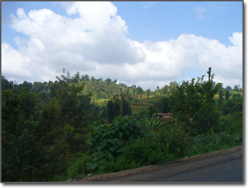 Kenya coffee plantation