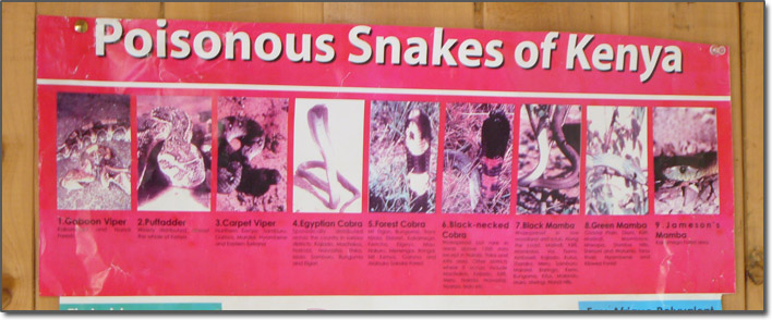 Kenya's poisonous snakes