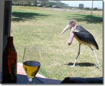 Stork