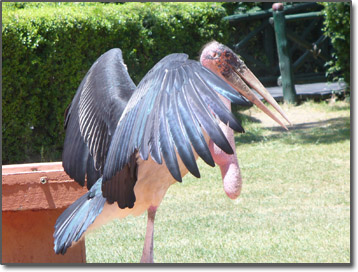 Kenyan stork stretching