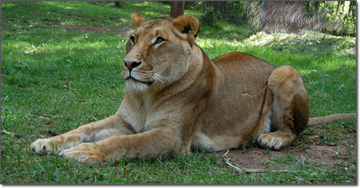 Young male lion