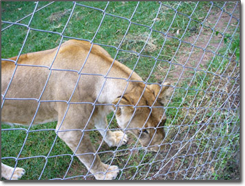 Lioness stalking a child