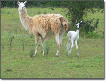 Newborn baby Llama