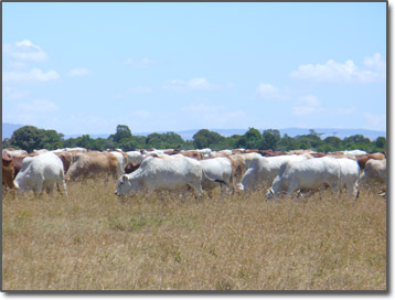 Cattle of the Massai tribe