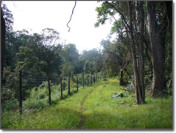 Dense forest at Mt. Kenya