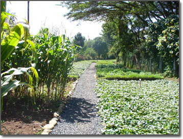 Animal Orphanage Garden