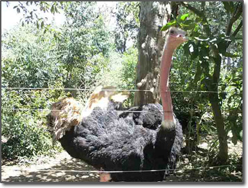 Ostrich