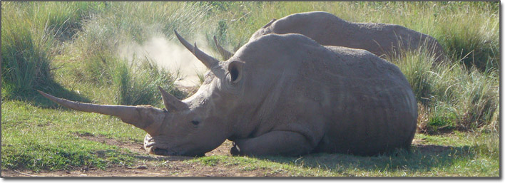 Rhino with BIG horn