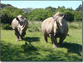 Two rhinos live on the property