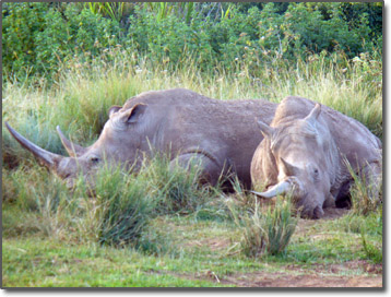 Rhinos asleep