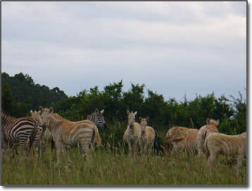 White zebra in Kenya