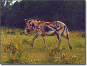 Kenya zebra