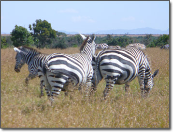 Zebras in Kenya