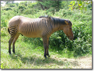 Zebroid - half zebra and half horse